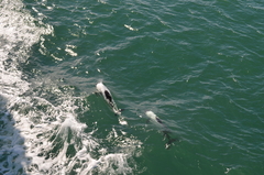 Cephalorhynchus commersonii