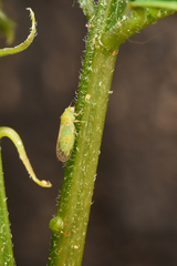 Acizzia jamatonica