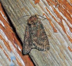 Oligia latruncula