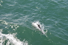 Cephalorhynchus commersonii