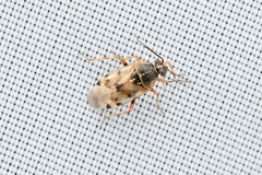 Deraeocoris punctulatus