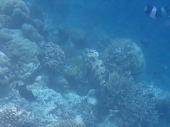 Epinephelus spilotoceps
