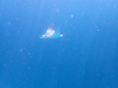 Mobula kuhlii