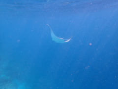 Mobula kuhlii