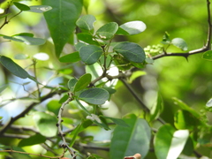 Pithecellobium unguis-cati