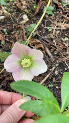 Helleborus orientalis