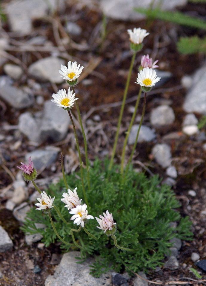 Erigeron compositus
