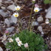 Erigeron compositus - Photo (c) Andy Fyon,  זכויות יוצרים חלקיות (CC BY-NC), uploaded by Andy Fyon