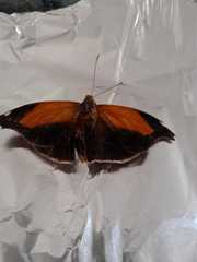 Historis odius odius