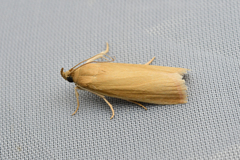 Oncocera semirubella