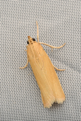 Oncocera semirubella