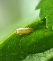 Sophonia longitudinalis