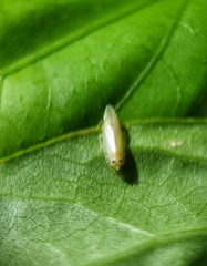 Sophonia longitudinalis