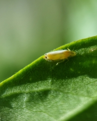 Sophonia longitudinalis
