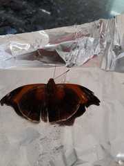 Historis odius odius