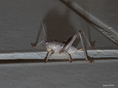 Pediodectes haldemanii