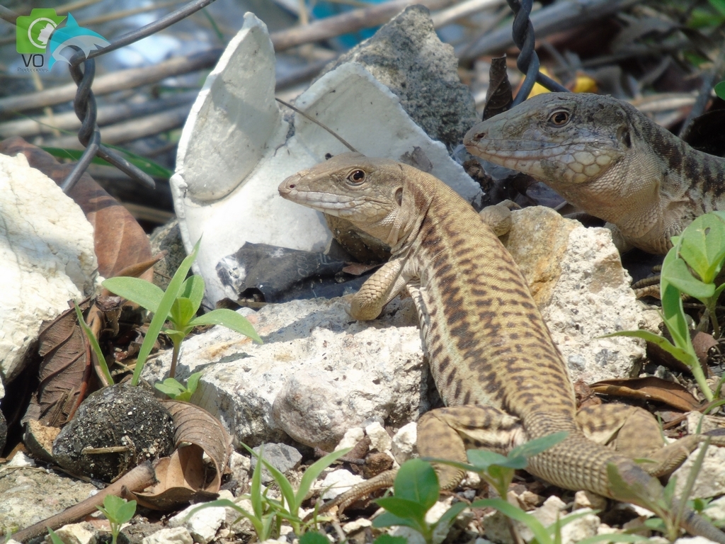 Sack's Spotted Whiptail