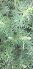 Ambrosia tenuifolia