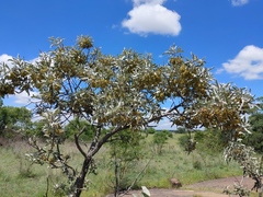 Vitex zeyheri