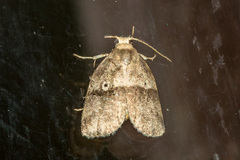Eugoa bipuncta