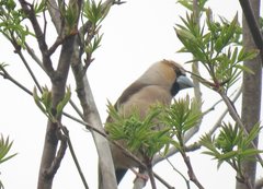 Coccothraustes coccothraustes