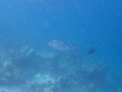 Scomberoides