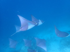 Mobula kuhlii