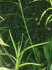 Ischnura fluviatilis