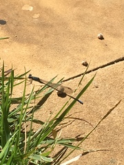 Ischnura fluviatilis