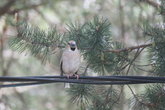 Coccothraustes coccothraustes