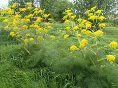 Ferula communis