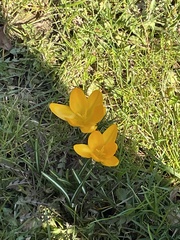 Crocus chrysanthus