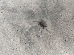 Placosternus difficilis