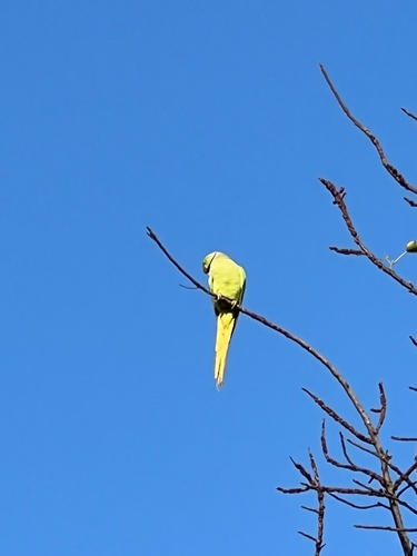 Rose-ringed Parakeet