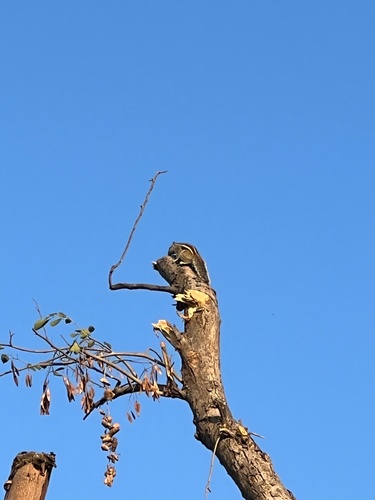 Five-striped Palm Squirrel