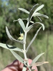 Stachys burchelliana