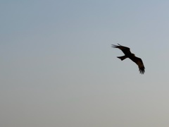 Milvus migrans