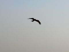 Milvus migrans