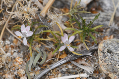 Loeseliastrum schottii