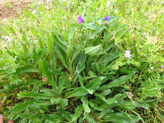Echium plantagineum
