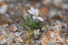 Loeseliastrum schottii
