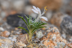 Loeseliastrum schottii