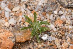 Loeseliastrum schottii