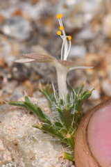 Loeseliastrum schottii