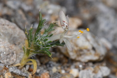 Loeseliastrum schottii