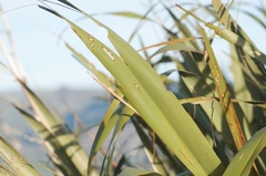 Ichneutica steropastis