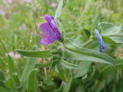 Echium plantagineum