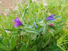 Echium plantagineum
