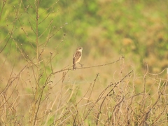 Aves