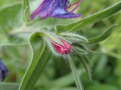 Echium plantagineum